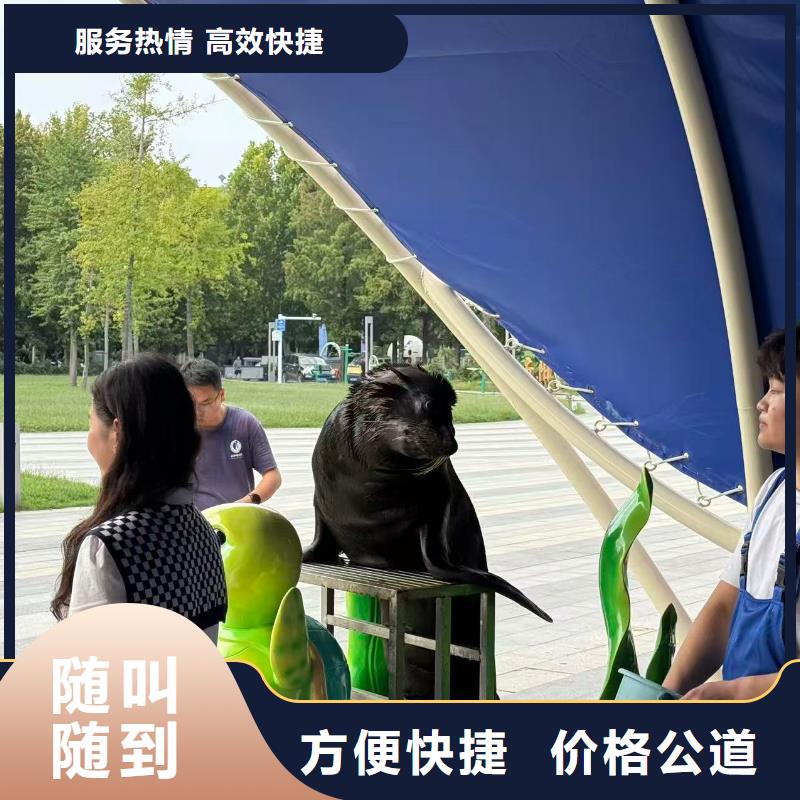 定制亲子活动萌宠出租赁_品牌厂家