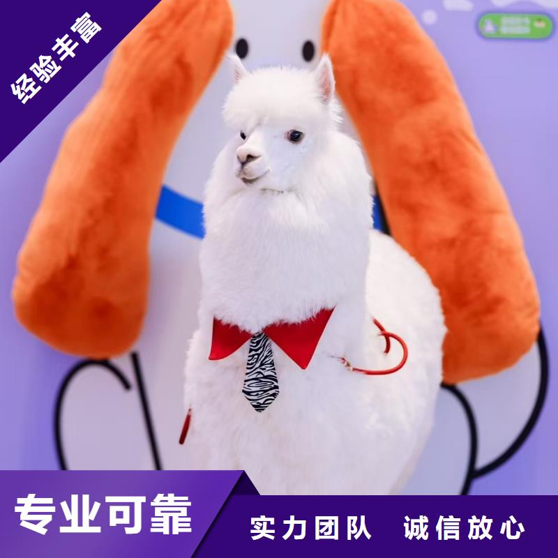 水豚租赁价格公道