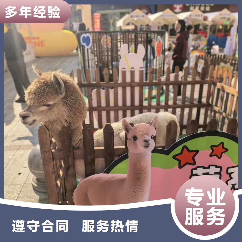 水豚租赁价格公道