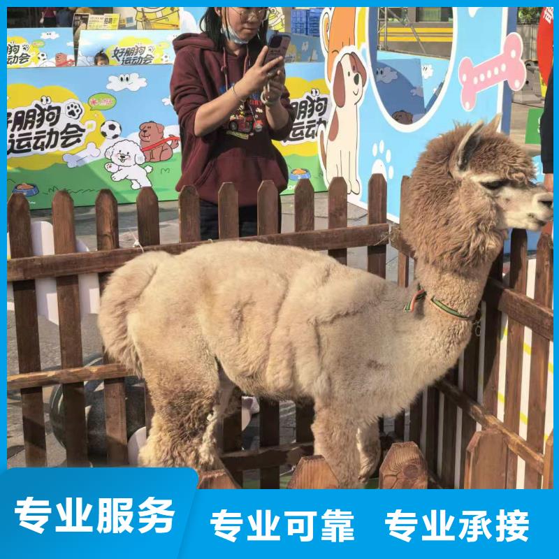 水豚租赁价格公道