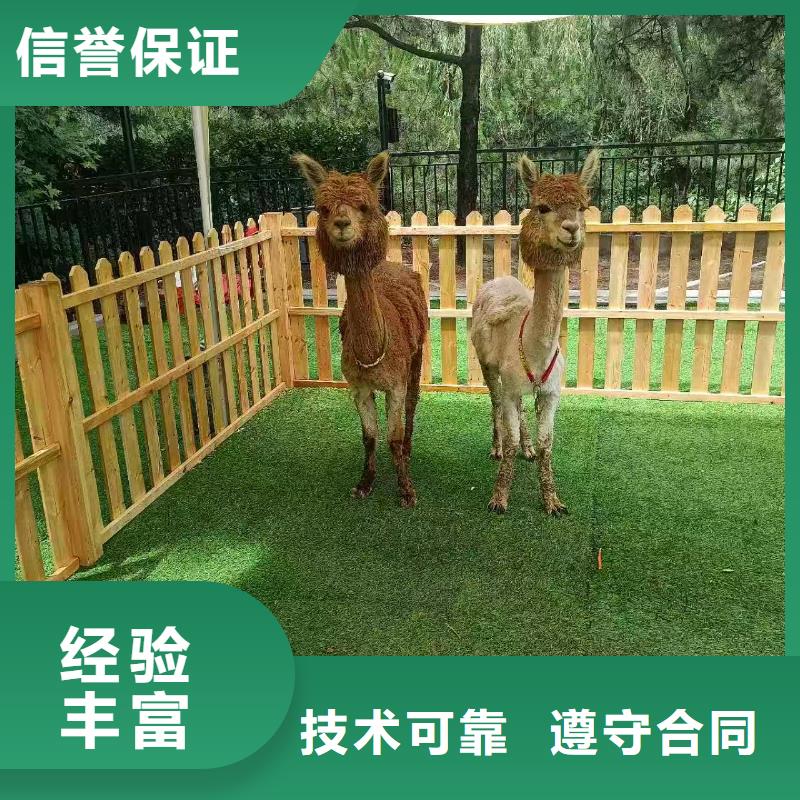 深圳批发羊驼租赁的生产厂家