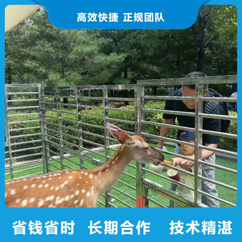 深圳批发羊驼租赁的生产厂家