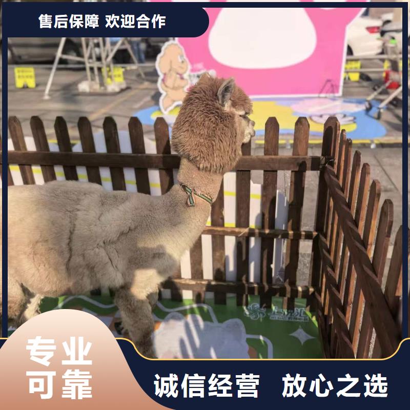 深圳批发羊驼租赁的生产厂家
