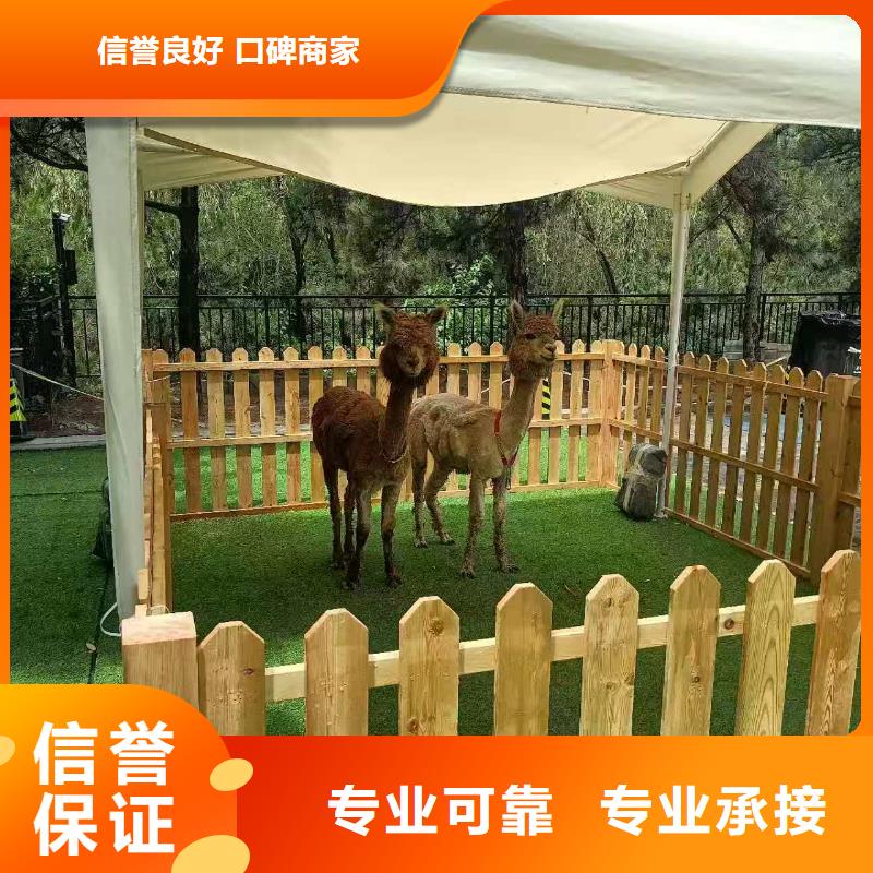 羊驼租赁让利批发