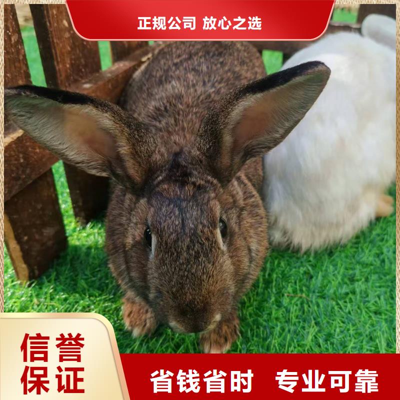 深圳批发羊驼租赁的生产厂家