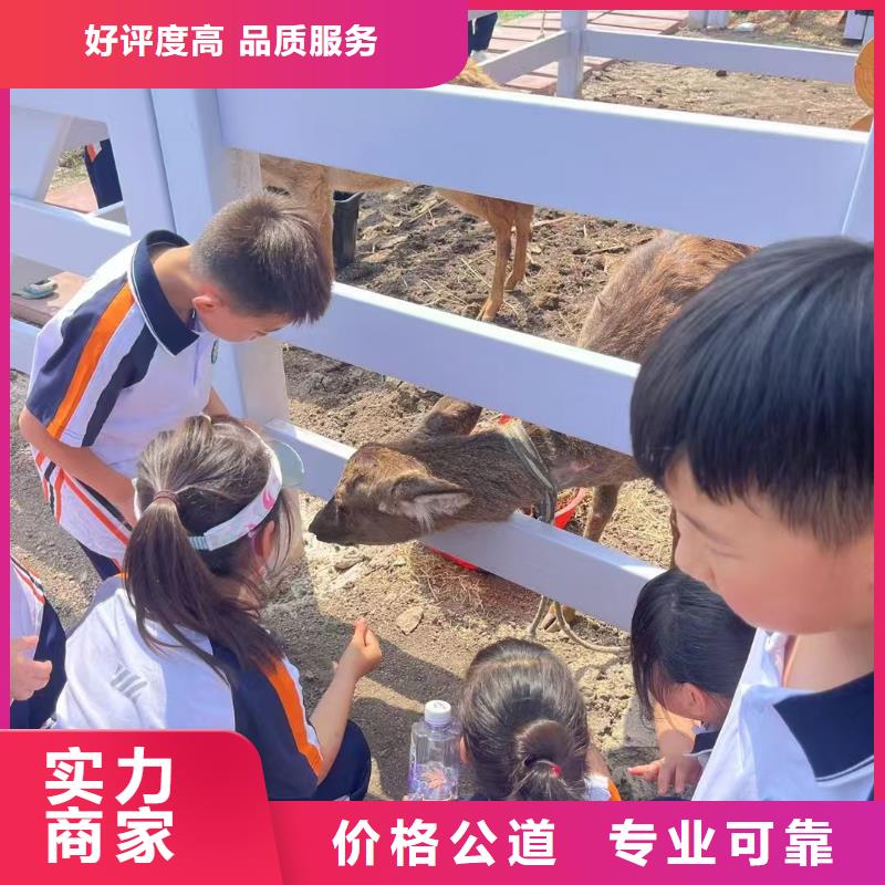 深圳批发羊驼租赁的生产厂家