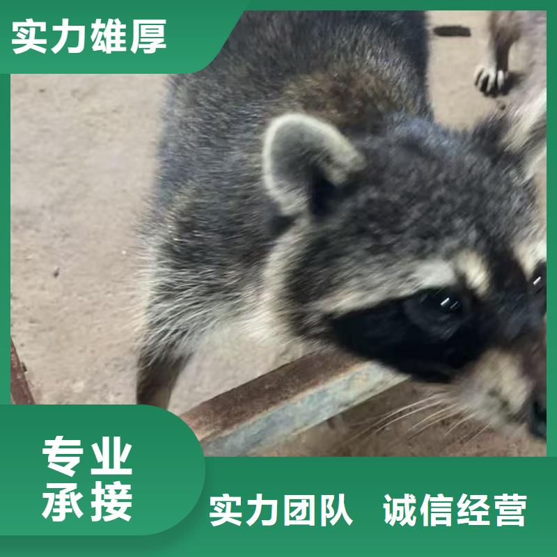 水豚租赁价格公道