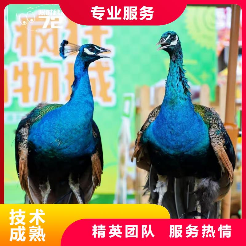 深圳批发羊驼租赁的生产厂家