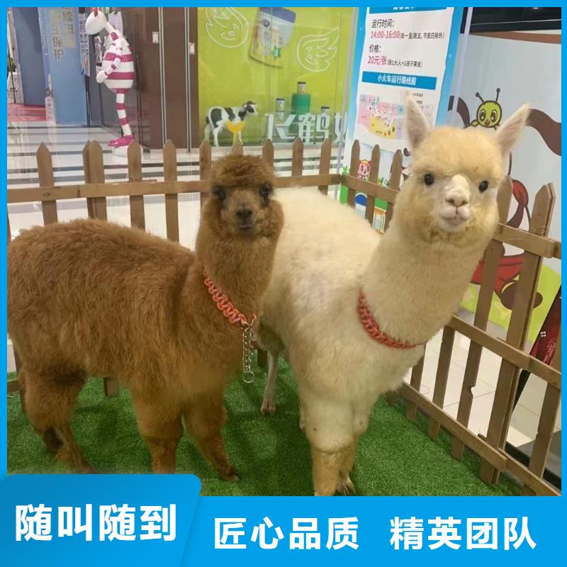 羊驼租赁让利批发