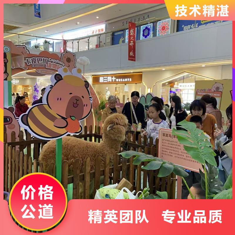 深圳批发羊驼租赁的生产厂家