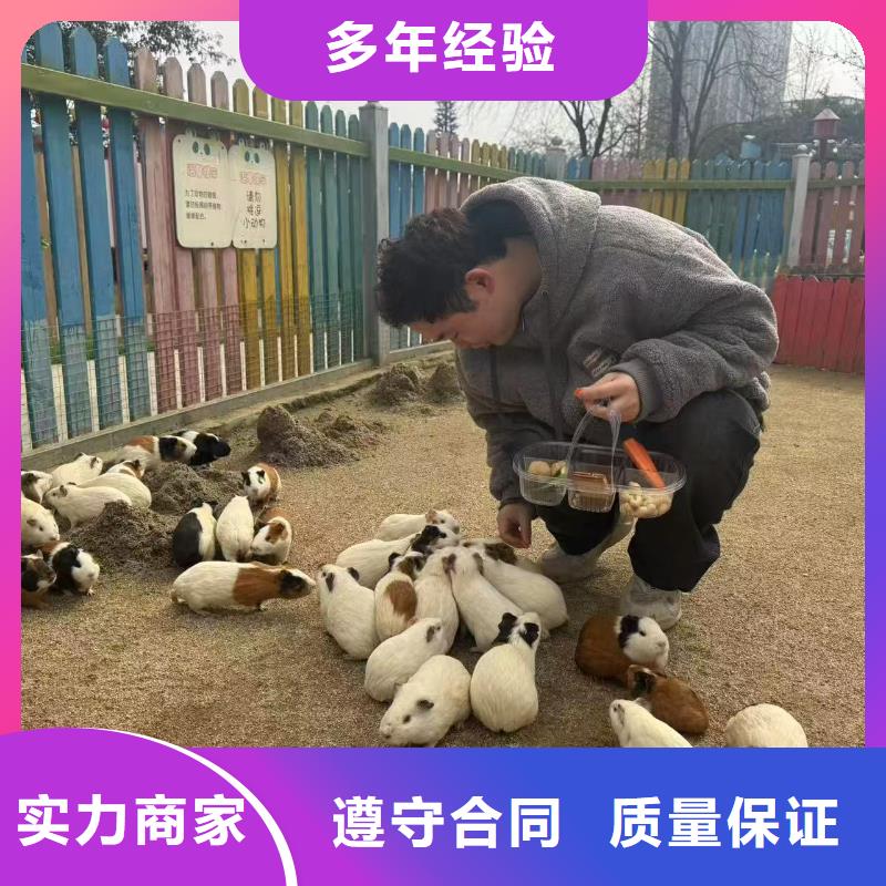 深圳批发羊驼租赁的生产厂家