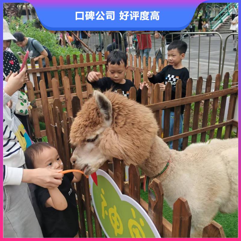 深圳批发羊驼租赁的生产厂家