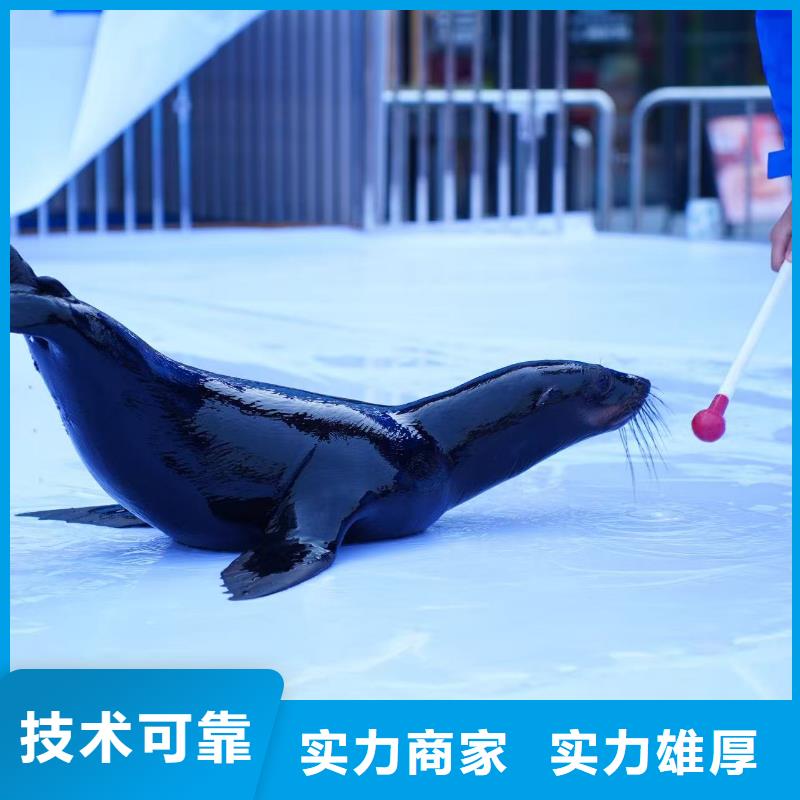 海狮动物表演出租-海狮动物表演出租靠谱