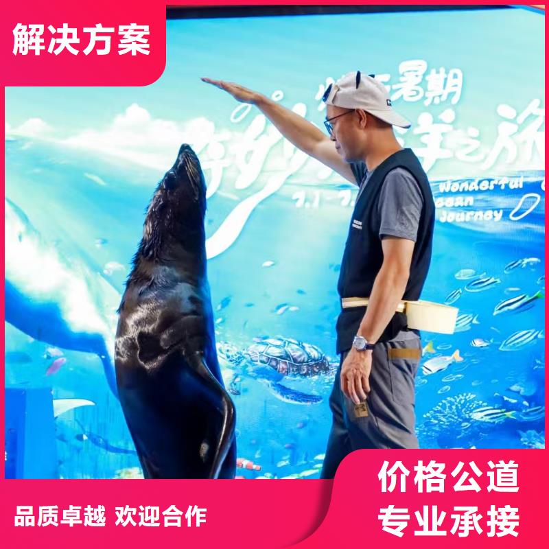 海狮动物表演出租-海狮动物表演出租靠谱