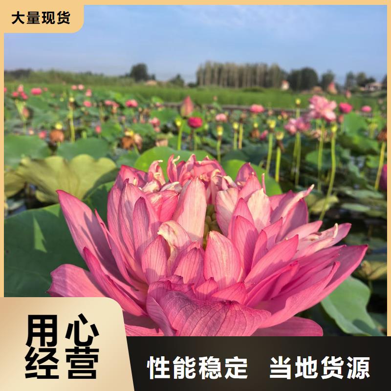 荷花苗莲花种藕常年出售