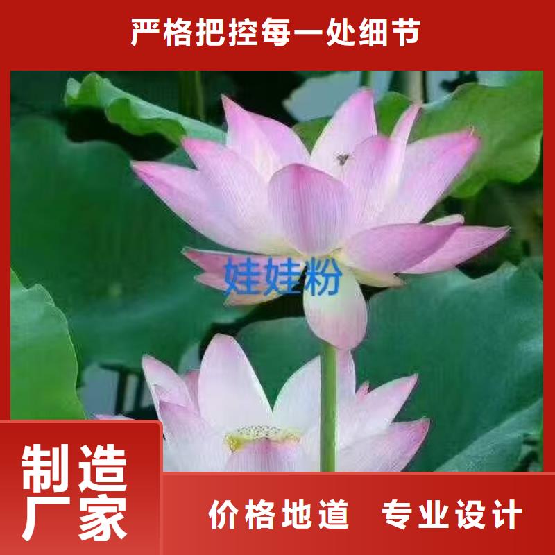 荷花苗盆栽荷花海量现货