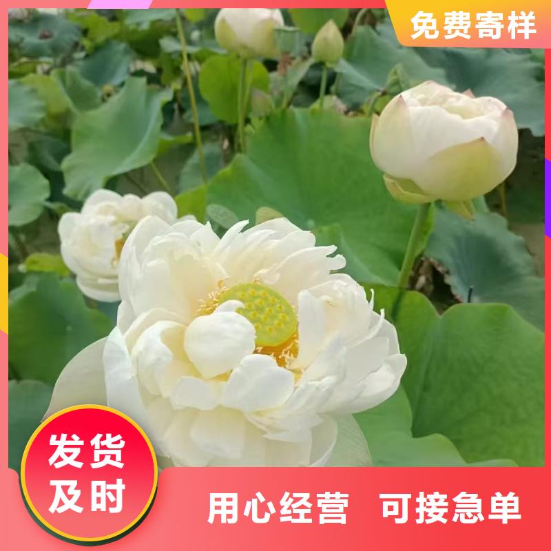 荷花苗莲花种藕畅销当地