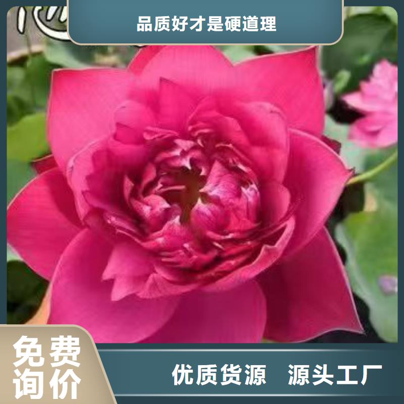 荷花苗荷花盆栽工厂直营