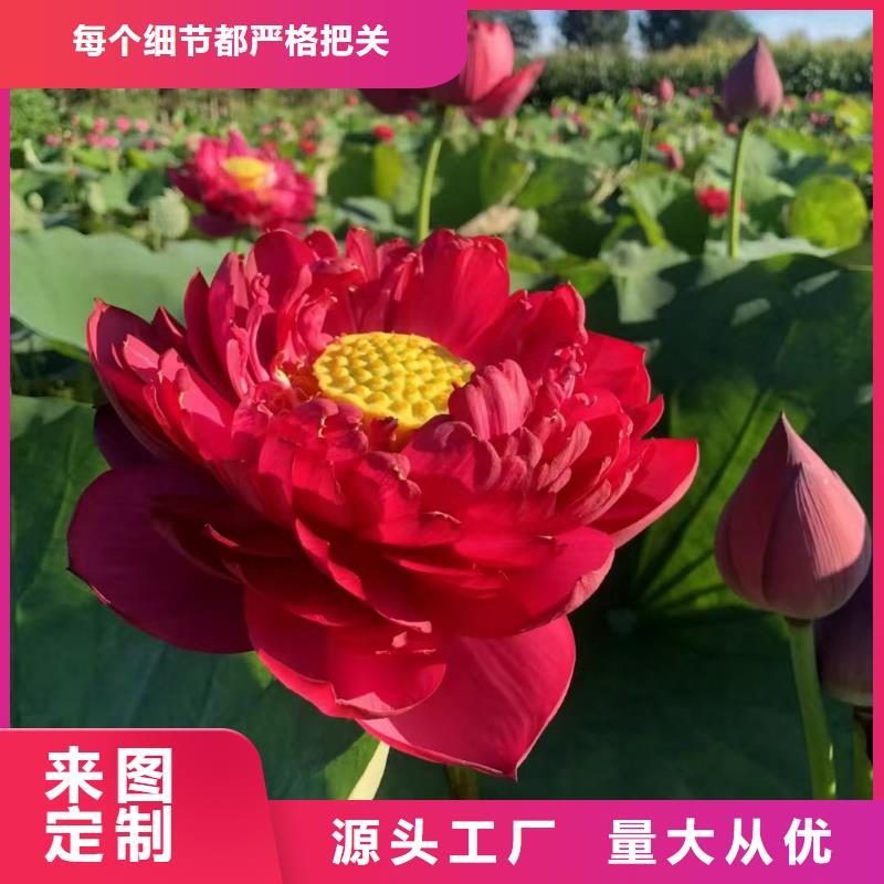 荷花苗_荷花厂家十分靠谱