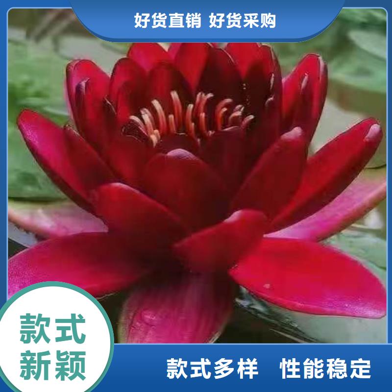 荷花苗莲花种藕常年出售