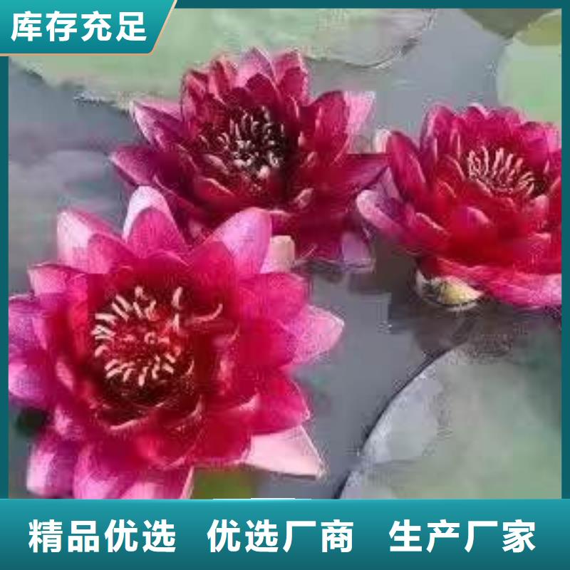 荷花苗莲花种藕常年出售