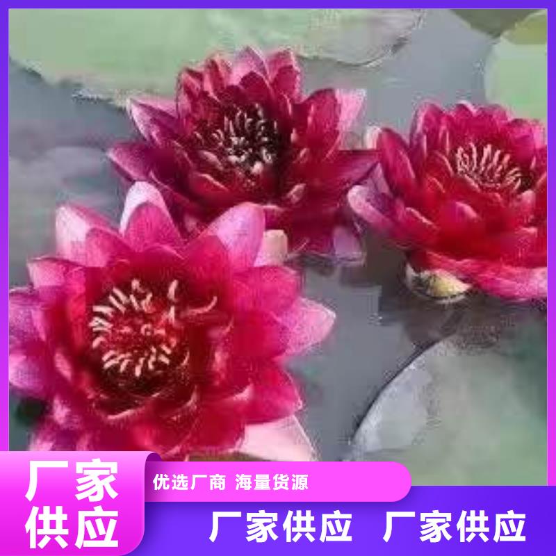 荷花苗荷花小苗快速发货