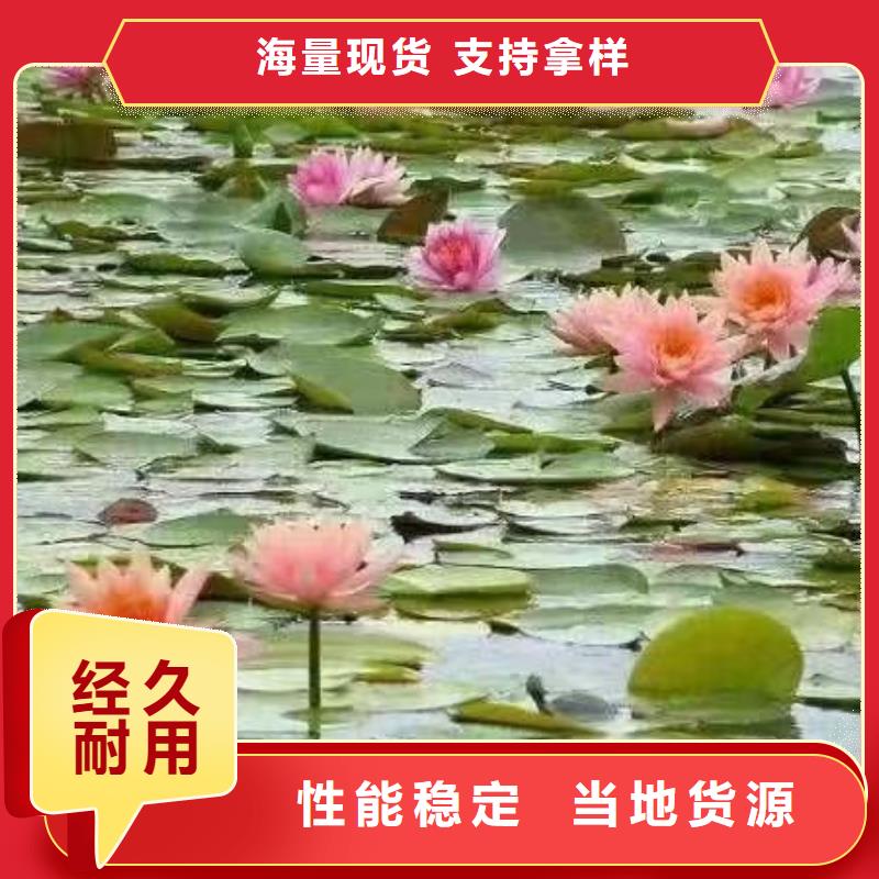 荷花苗_荷花厂家十分靠谱