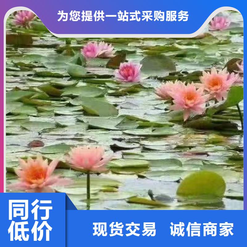 荷花苗莲花种藕畅销当地