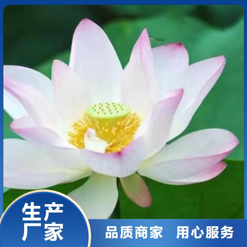 荷花苗莲花种藕畅销当地