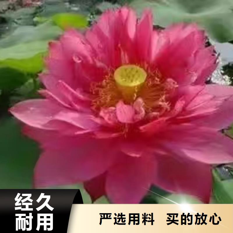 荷花苗盆栽荷花海量现货