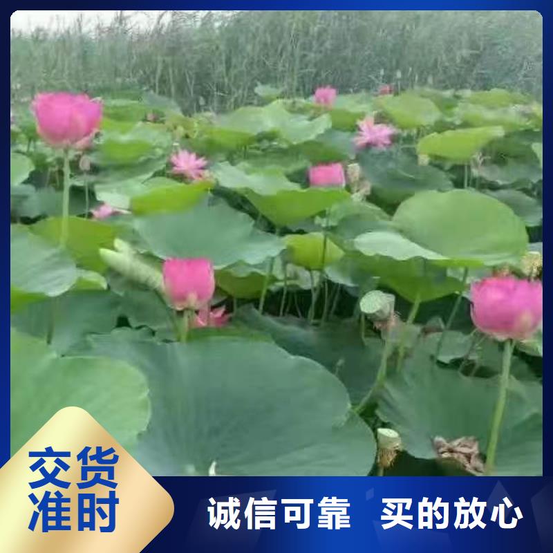 荷花苗_荷花厂家十分靠谱