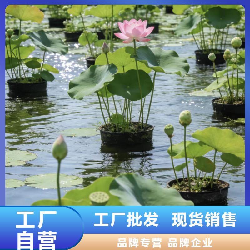 荷花苗荷花幼苗资质认证