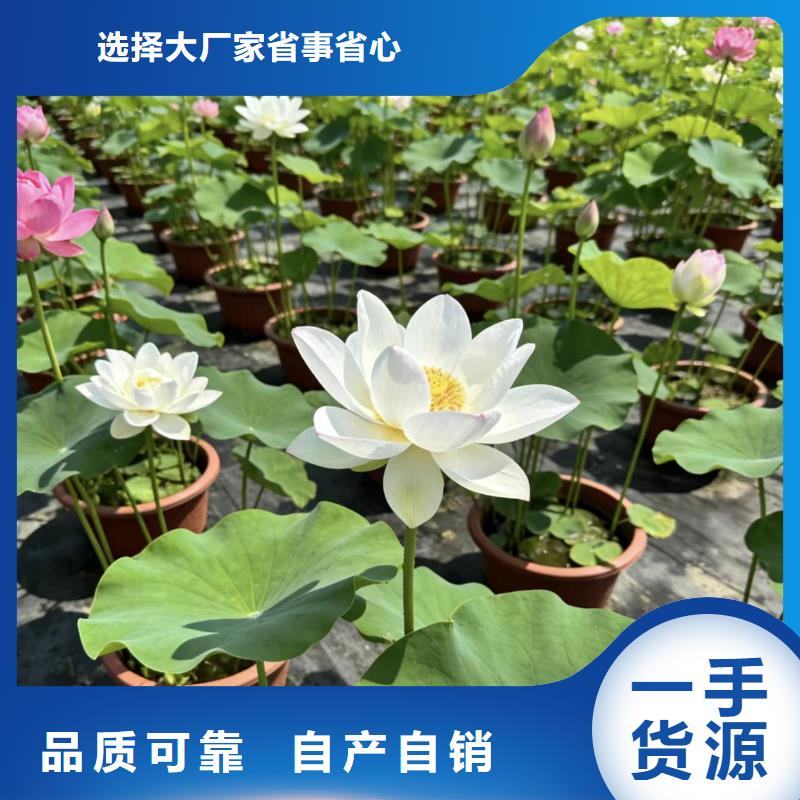 荷花苗荷花盆栽工厂直营