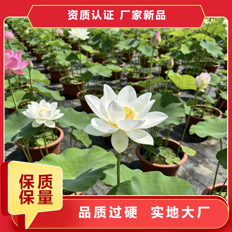 荷花苗荷花盆栽同行低价