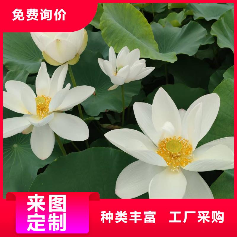 荷花苗莲花种藕常年出售