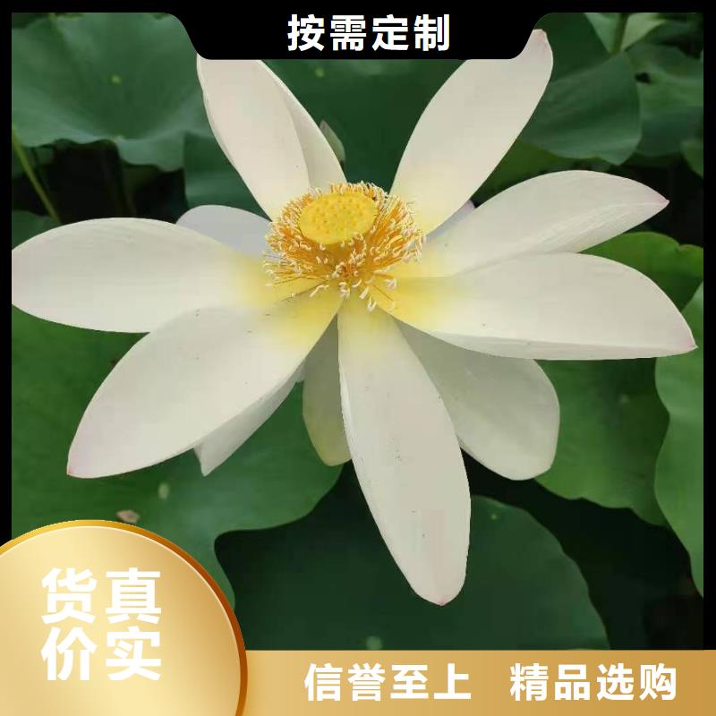 荷花苗莲花种藕畅销当地