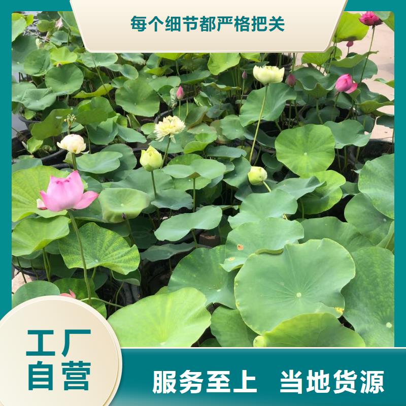 荷花苗_荷花厂家十分靠谱