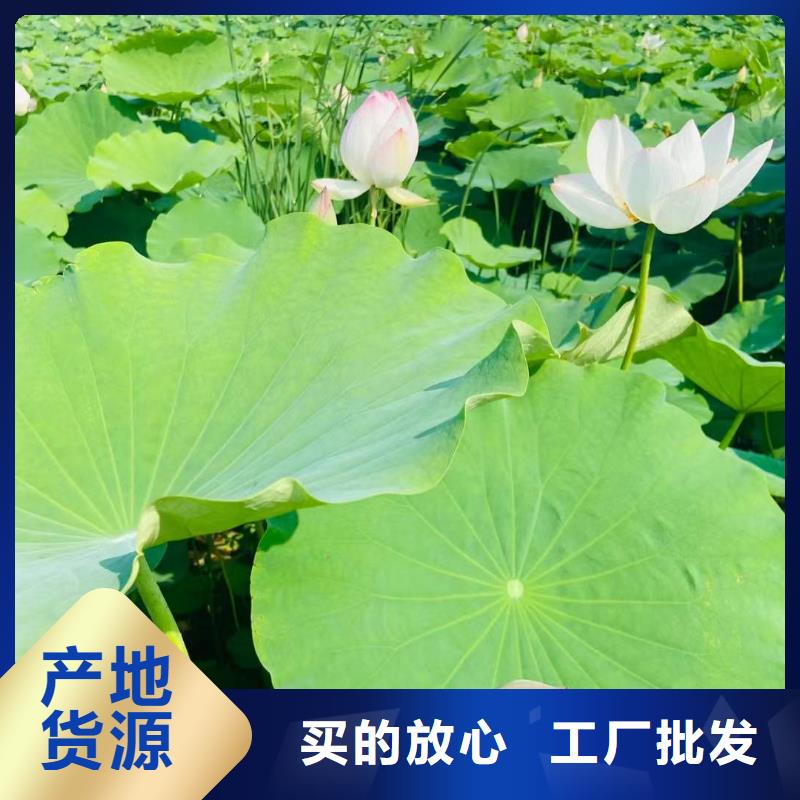 荷花苗荷花盆栽同行低价