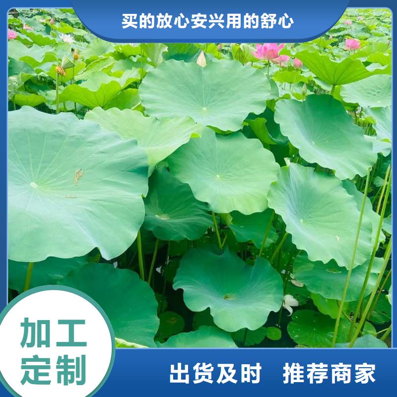 荷花苗,荷花幼苗品种全