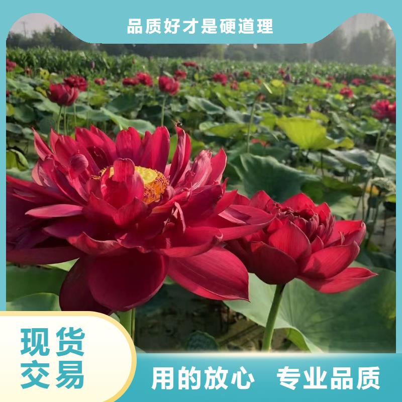 荷花苗荷花种根应用范围广泛