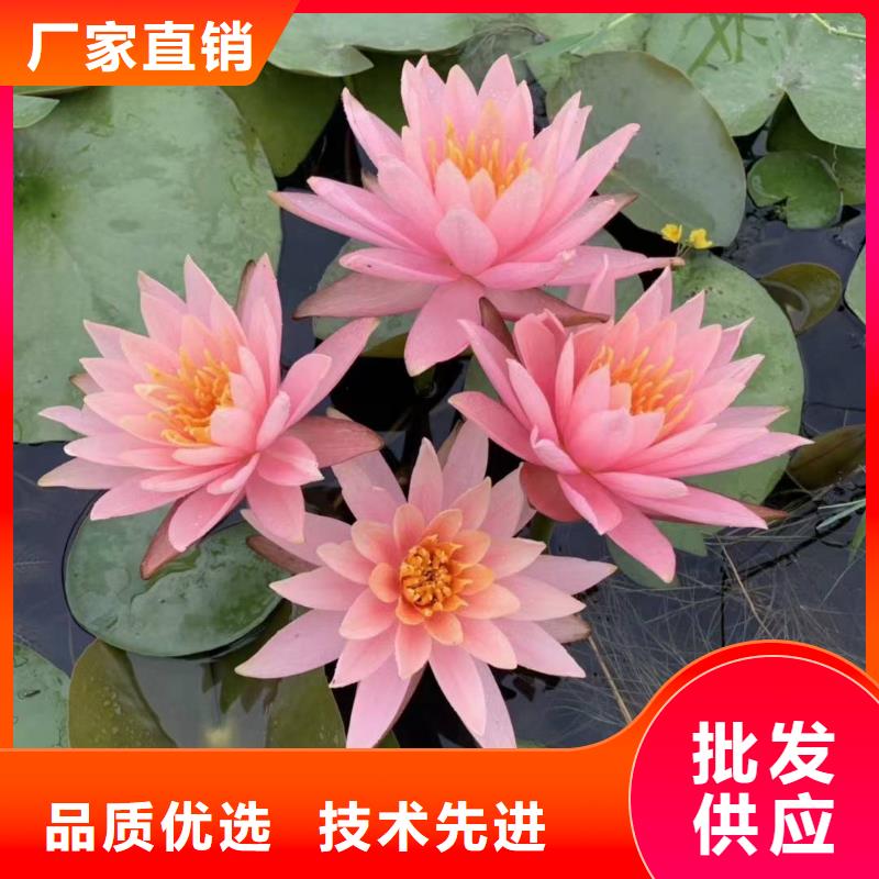 荷花苗莲花小苗选择大厂家省事省心