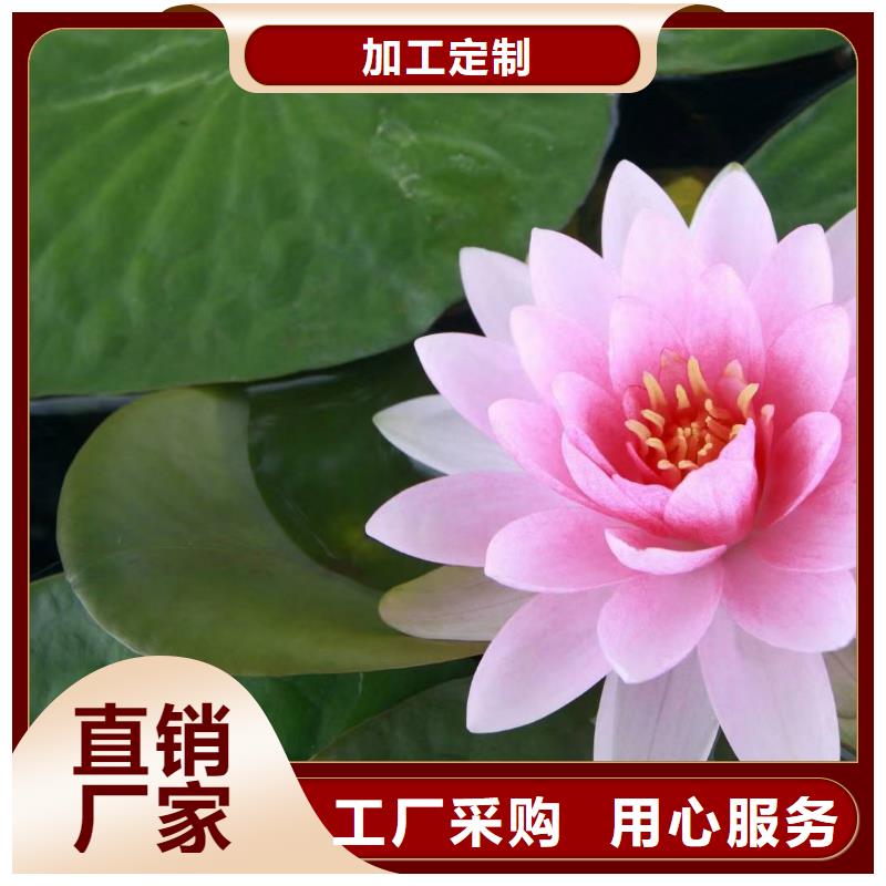 荷花苗荷花种苗支持批发零售