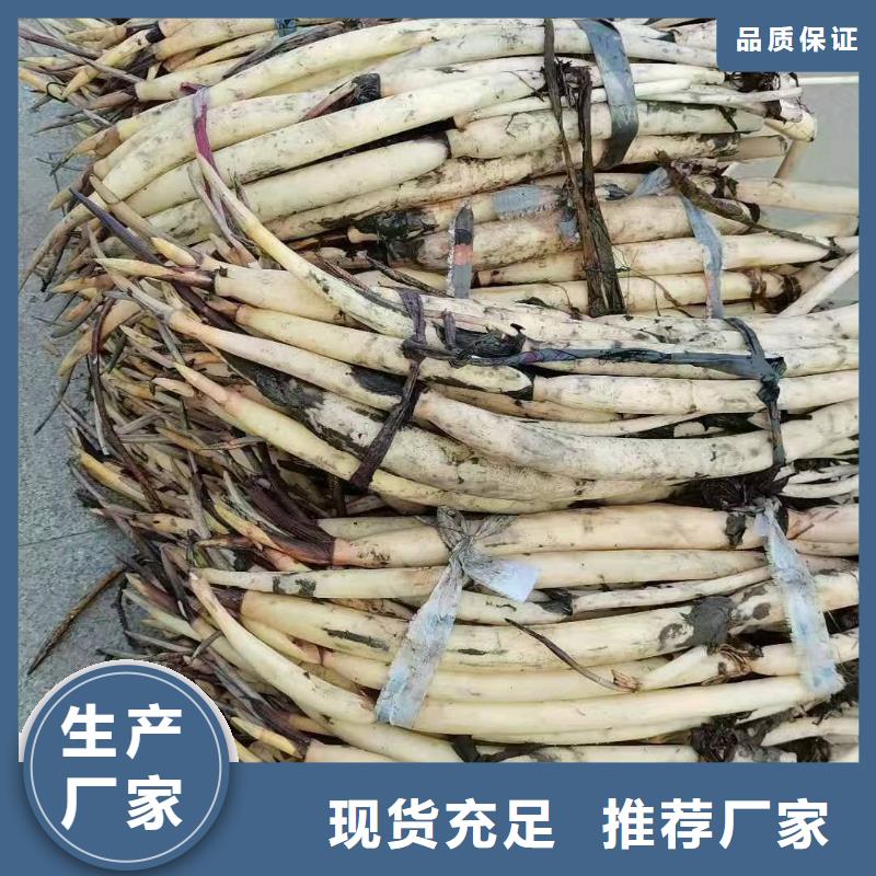 荷花苗荷花小苗快速发货