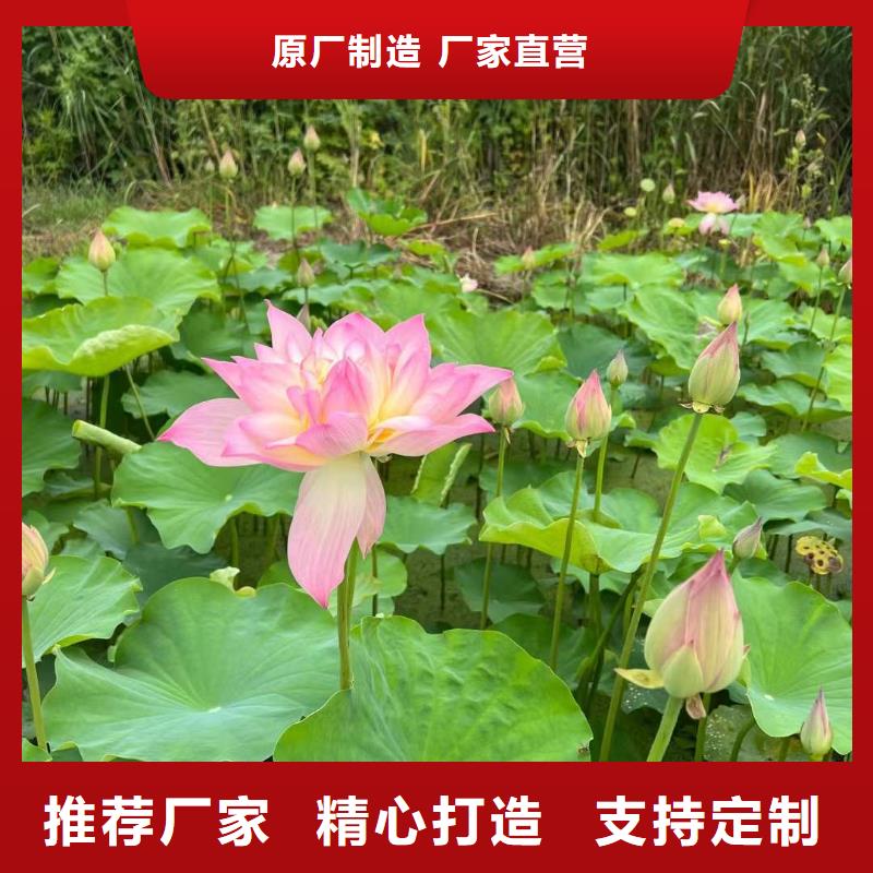 荷花苗莲花厂家直销大量现货