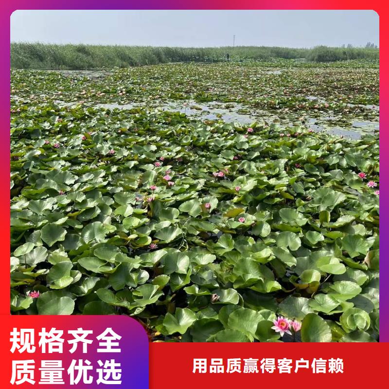 荷花苗,荷花幼苗品种全