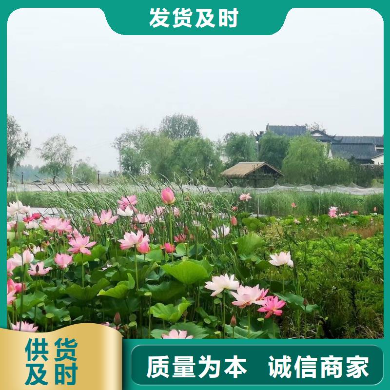 荷花苗-大型莲花现货直供
