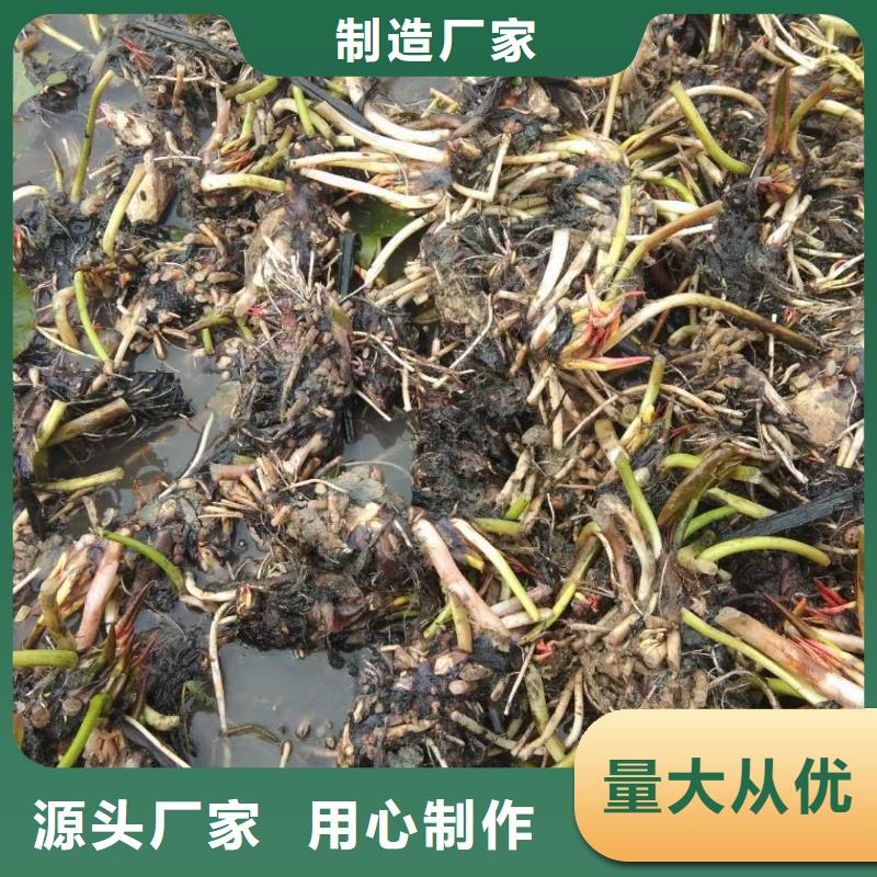 荷花苗-大型莲花现货直供