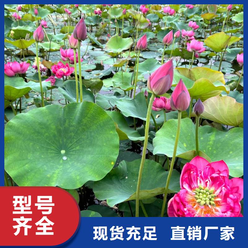 荷花苗荷花盆栽工厂直营
