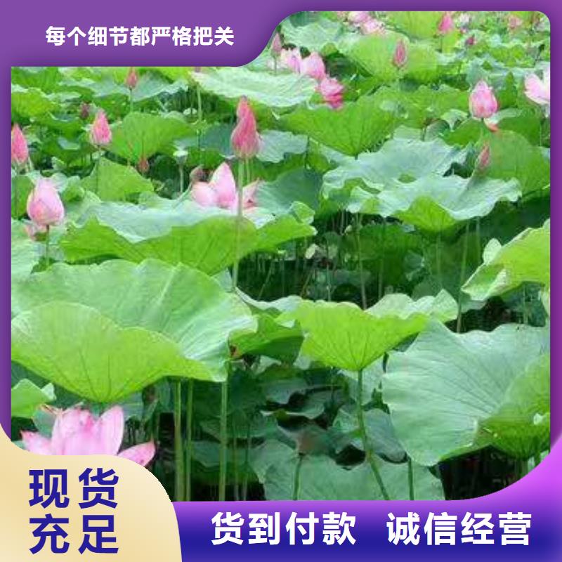 荷花苗莲花厂家直销大量现货