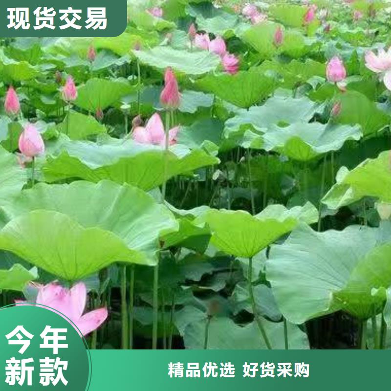 荷花苗荷花幼苗资质认证
